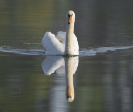 Mute swan (Cygnus olor), adult bird swimming on a pond, Thuringia, Germany, Europe