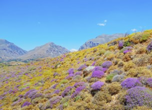 Wild thyme bushes blooming, Kourtaliótiko gorge, Rethymno, Crete, Greek Islands, Greece, Europe