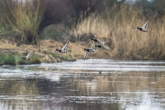 Mallard, Anas platyrhynchos, birds in flight over winter marshes