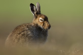 Mountain hare (Lepus timidus) adult animal in its summer coat resting on a hillside, Cairngorm