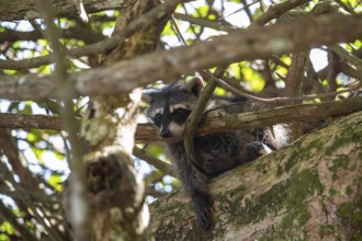 North American raccoon (Procyon lotor) sitting in a tree, Parque Nacional Cahuita, Costa Rica,