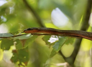 American whipsnake (Mastigodryas melanolomus), snake slithering on a branch, in the rainforest,