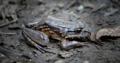 South American bullfrog (Leptodactylus pentadactylus), on the forest floor, at night, Puntarenas