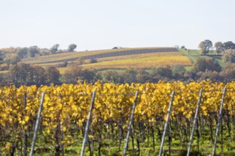 The grape varieties take on different colours in autumn in the vineyards in Proschwitz and the