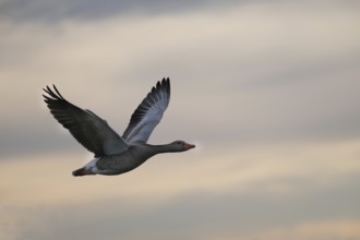 Greylag goose (Anser anser) in flight, North Rhine-Westphalia, Germany, Europe