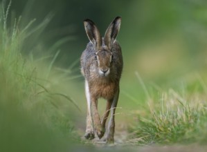 European hare (Lepus europaeus) running along a country lane, wildlife, Lower Saxony, Germany,