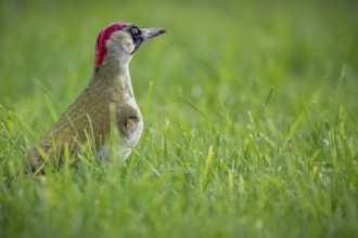 Green woodpecker (Picus viridis), young bird foraging in meadow, Rosensteinpark, Stuttgart,