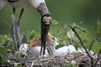 Wood stork (Mycteria americana), adult, juvenile, nest, tree, juvenile, adult, feeding, Florida,