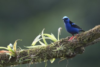 Turquoise Sunbird (Cyanerpes cyaneus), Costa Rica, Central America