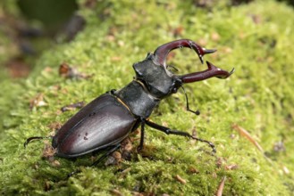 Stag beetle (Lucanus cervus), horned beetle, fire beetle, male with large mandibles, upper jaw,