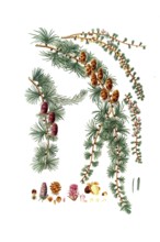 Hanging Black Silk Pine, Pinus pendula, Black larch, tree, digitally enhanced reproduction of an