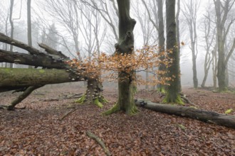 Old copper beeches (Fagus sylvatica) with tinder fungus (Fomes fomentarius), Emsland, Lower Saxony,