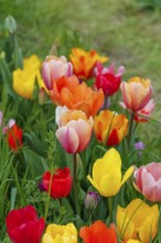 Gönninger tulip blossom, tulips (Tulipa), flowers, colourful, yellow, pink, red blossoms, spring