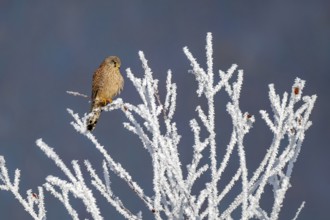 Kestrel (Falco tinnunculus), female, Schlitters, Tyrol, Austria, Europe