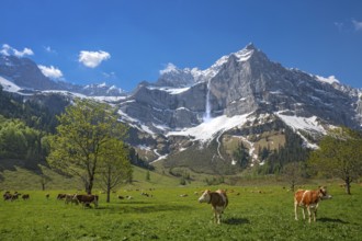 Cows grazing on an alpine meadow in early summer, the first day on the alp, Eng-Alm, Karwendel