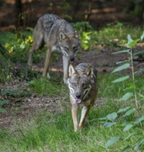 Wolves (Canis lupus) running through their territory, captive, Bavarian Forest National Park,