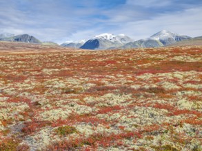 Autumn landscape in Rondane National Park, tundra, snowy peaks in the background, Oppland, Norway,