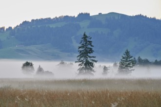 Trees in the early morning mist, Rothenthurm upland moor, Canton Schwyz, Switzerland, Europe