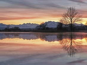 Pilatus reflected in the flooded nature reserve in the evening light, Reussspitz, Hünenberg, Canton