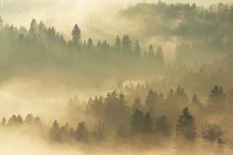 Fog and forest in the light of the setting sun, Baar, Canton Zug, Switzerland, Europe