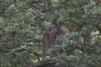 One adult cougar, Puma concolor, resting on a big branch high up in an oak tree