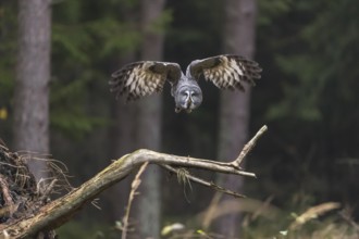 One great grey owl (Strix nebulosa) flying through a spruce forest