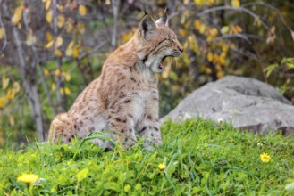 A young Eurasian lynx (Lynx lynx) sits on a meadow. An autumn-coloured bush can be seen in the