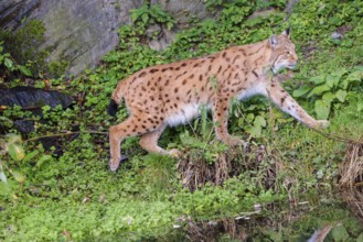 A Eurasian lynx (Lynx lynx) runs across a green meadow between a pond and a rock face