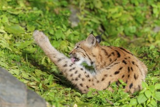 A young Eurasian lynx (Lynx lynx) sits on a meadow and grooms himself