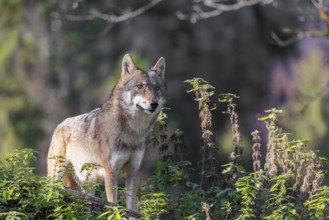 A female Eurasian grey wolf (Canis lupus lupus) stands in the dense green undergrowth at the edge