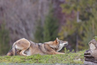 A female eurasian gray wolf (Canis lupus lupus) stretches out on a meadow on top of a hill