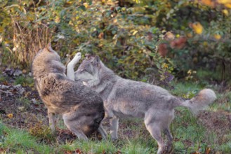 Two Eurasian grey wolves (Canis lupus lupus) meet on a meadow, show social behaviour to make