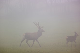 A red deer stag (Cervus elaphus) and a hind run across a meadow at dawn in dense fog