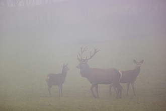 A red deer stag (Cervus elaphus) and two hind stand in a meadow at dawn in dense fog