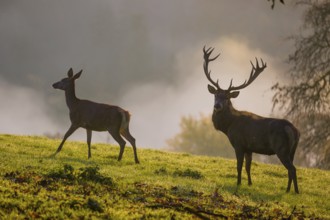 A red deer hind and a stag (Cervus elaphus) stand backlit on a meadow. Early morning light with a