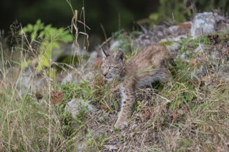 One young (10 weeks old) male Eurasian lynx, (Lynx lynx), walking along a forest edge