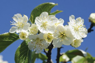 Close up of a beautiful European white cherry blossom flower on tree in early spring on blurry blue