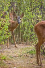 A roe deer fawn (Capreolus capreolus) stands behind its mother in a nettle thicket