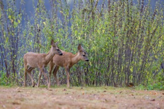 Two roe deer fawns (Capreolus capreolus) cross a meadow