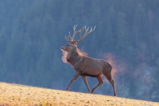 A red deer (Cervus elaphus) crosses a meadow covered in hoar frost in the first light of day. Its