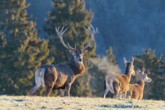 A red deer (Cervus elaphus) and two hinds stand in the first light of day on a meadow covered in