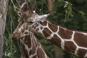 Reticulated giraffe (Giraffa reticulata), Nuremberg Zoo, Middle Franconia, Bavaria, Germany, Europe