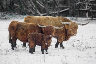 A family of Highland cattle (Bos primigenius), a bull, a cow and a calf are standing at the edge of