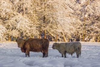 A highland cow (Bos primigenius taurus) and her calf stand at the edge of a forest on a