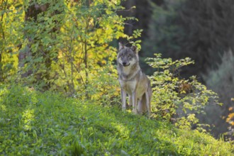 A eurasian gray wolf (Canis lupus lupus) stands on a meadow on a hill with a colourful foliage in