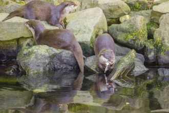 Three oriental small-clawed otter or Asian small-clawed otter (Aonyx cinerea) are standing on a