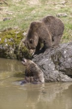 Two adult eurasian brown bears (Ursus arctos arctos), one male and one female, play fighting in a