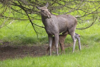 Moose (Alces alces) cow suckling her 10 days old calf under a tree with green grass around