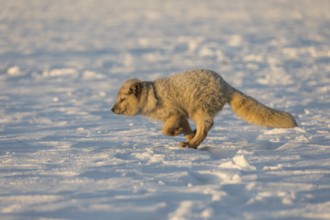 One arctic fox (Vulpes lagopus), (white fox, polar fox, or snow fox) running over a snow covered