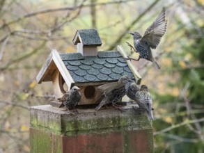 Common Starling, (Sturnus vulgaris), adult birds in winter plumage, feeding at a bird feeding